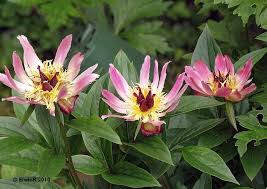 Daisy Coronet Peony